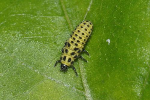 Réf. 285 427 : Psyllobora vigintiduopunctata